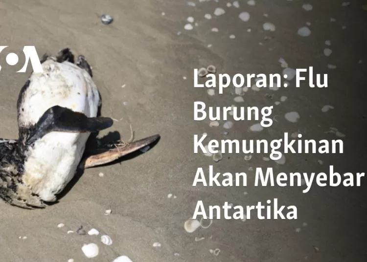 Flu Burung Kemungkinan Akan Menyebar di Antartika