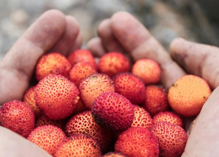 Mengetahui tujuh manfaat buah leci untuk kesehatan