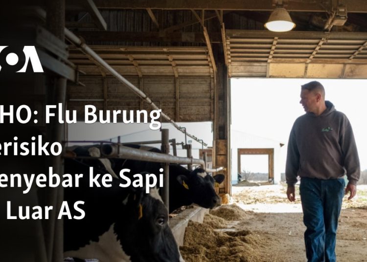 Flu Burung Berisiko Menyebar ke Sapi ke Luar AS