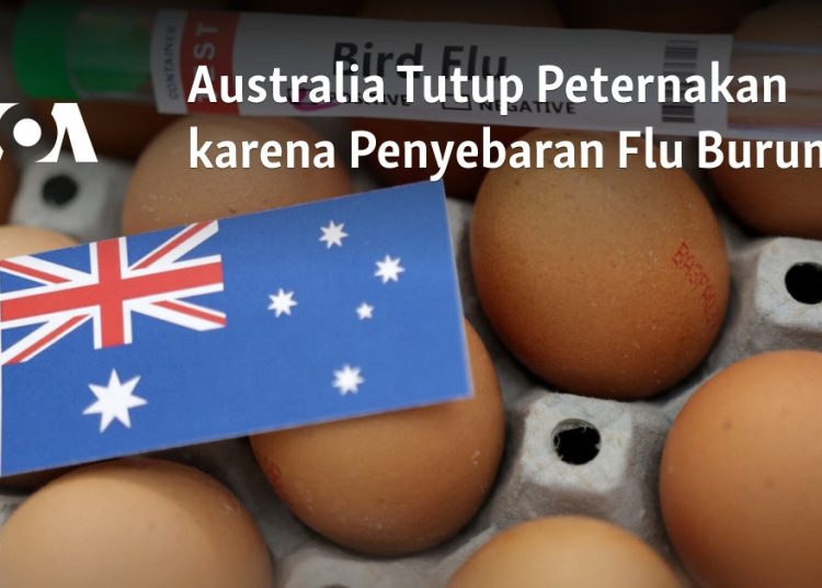 Australia Tutup Peternakan karena Penyebaran Flu Burung