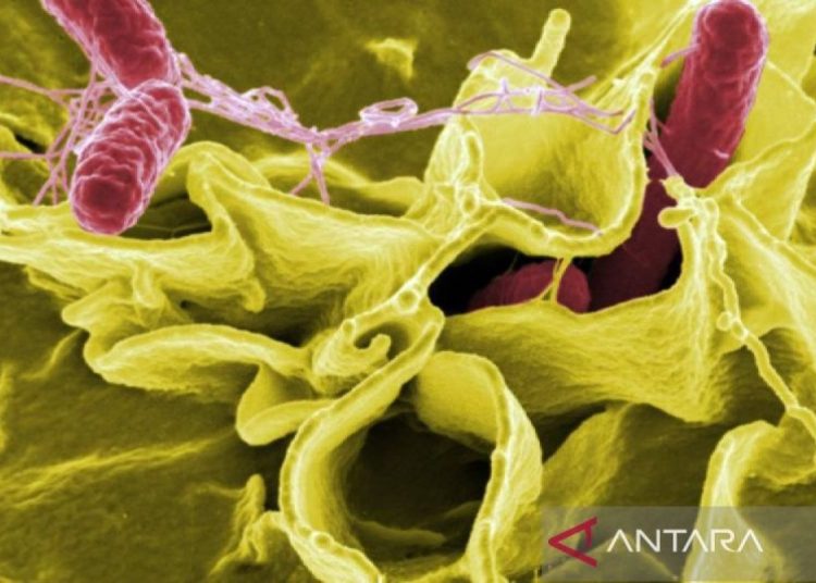 Satu sampel timun yang dijual di AS mengandung salmonella africana