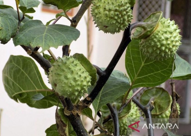 Kenali tumbuhan kecubung, ternyata tumbuh di tempat liar