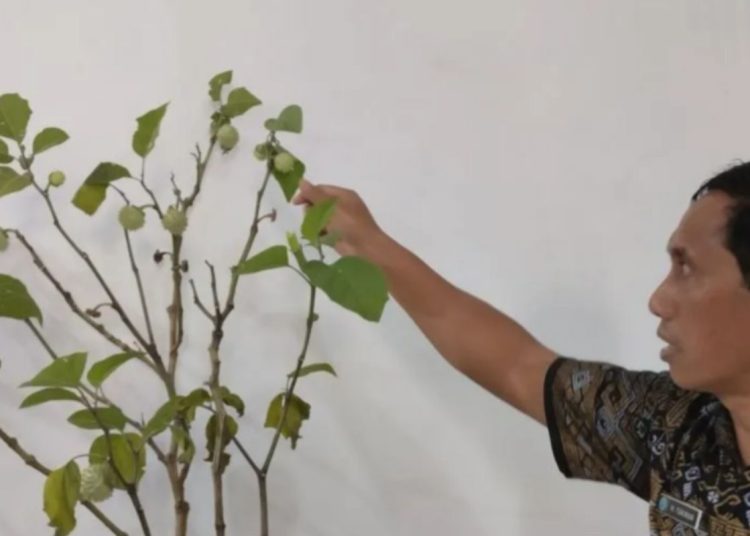 Keracunan kecubung bisa sebabkan halusinasi