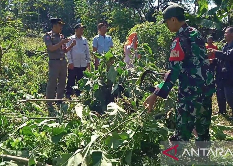 Kecubung termasuk narkotika? – ANTARA News