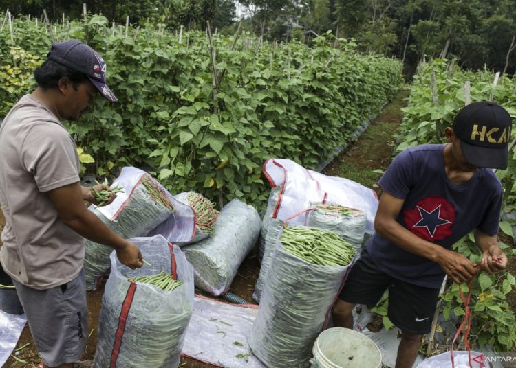 Beragam manfaat vitamin B untuk kesehatan tubuh hingga fungsi otak