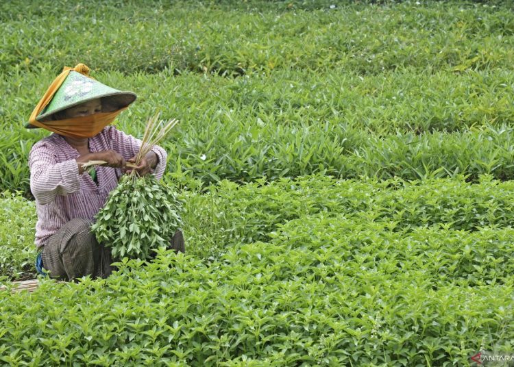 Simak, ini tanaman herbal yang sangat bermanfaat bagi kesehatan