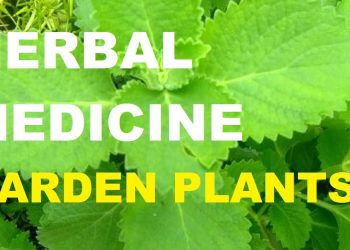 OBAT HERBAL | TANAMAN KEBUN | BERKEBUN FILIPINA