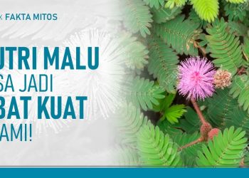 Tak Disangka! Ini Manfaat Putri Malu yang Jarang Orang Tahu | Hidup Sehat tvOne
