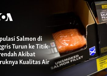 Populasi Salmon di Inggris Turun ke Titik Terendah Akibat Buruknya Kualitas Air