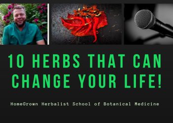 10 Tanaman Yang Dapat Mengubah Hidup Anda: Obat Herbal Di Halaman Belakang Rumah Anda Sendiri!