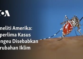 Seperlima Kasus Dengeu Disebabkan Perubahan Iklim