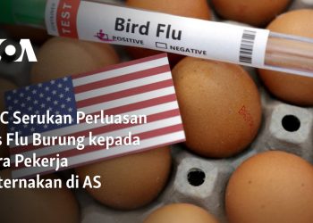 CDC Serukan Perluasan Tes Flu Burung kepada Para Pekerja Peternakan di AS