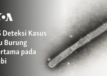 Amerika Deteksi Kasus Flu Burung Pertama pada Babi