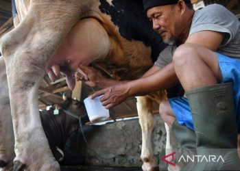Konsumsi susu mentah berpotensi menularkan virus influenza dari sapi