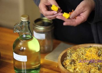 Cara Membuat Minyak Herbal Infus: Minyak Calendula – Episode 1