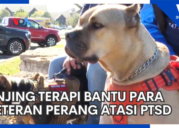 Anjing Terapi Bantu Para Veteran Perang atasi PTSD