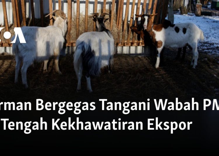 Jerman Bergegas Tangani Wabah PMK di Tengah Kekhawatiran Ekspor