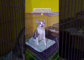 Sedyeh banget lupa flu berat bersinnya sampai gak berhenti 🥺 sehat lagi lika #catlover #cat #kucing