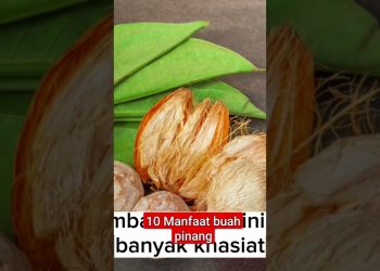 10 Manfaat buah pinang. #kesehatan #shorts
