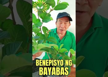 Bayabas or Guava Benefits. #bayabas #guava #herbal
