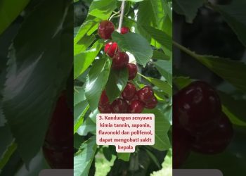 7 Manfaat Daun Kersen Bagi Kesehatan #shorts #herbal