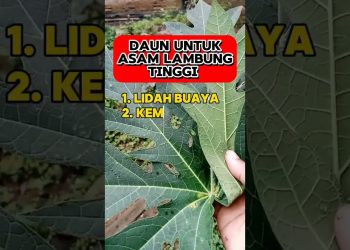 Daun apa saja yang baik untuk atasi asam lambung..!! #manfaat #herbal #trendingshorts