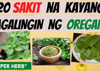 Oregano – MGA Sakit Na Kayang Pagalingin di Manfaat Kesehatan | Gamot, lunas | Obat herbal