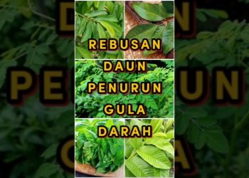 Rebusan daun penurun gula darah #info #health #herbal #shorts