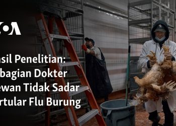 Sebagian Dokter Hewan Tidak Sadar Tertular Flu Burung