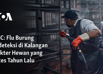 Flu Burung Dideteksi di Kalangan Dokter Hewan yang Dites Tahun Lalu
