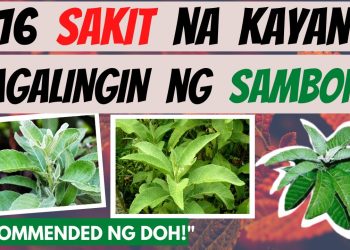 Sambong – MGA Sakit Na Kayang Pagalingin di Kesehatan Manfaat | Gamot, lunas | Natural Herbal