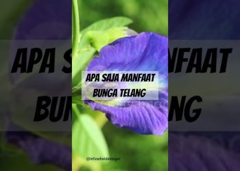 Info Kesehatan, Manfaat Bunga Telang Bagi Kesehatan Tubuh #short