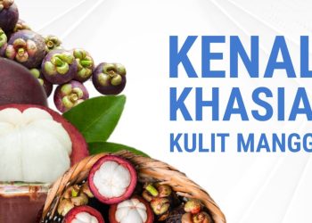 Rahasia Manfaat Kulit Manggis Tutkehatan: Herbal Alami Yang Kaya Khasiat