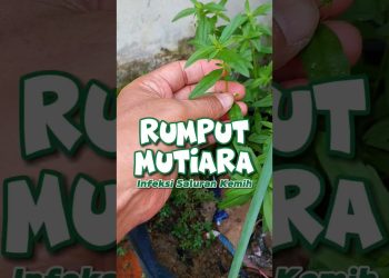 Sejuta Manfaat Rumput Mutiara #herbal #rumputmutiara